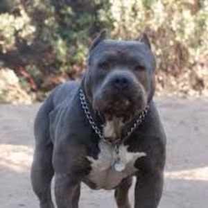 Meet your Posher, Lamar